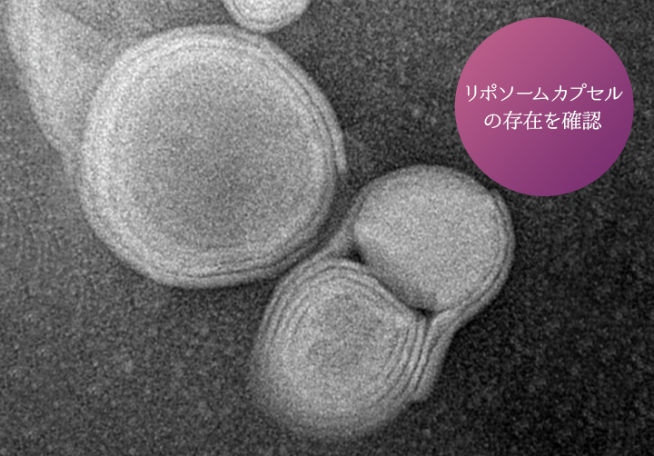 リポソーム構造を確認！