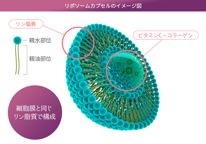 機能性成分を内包し、オリジナルリポソームに！