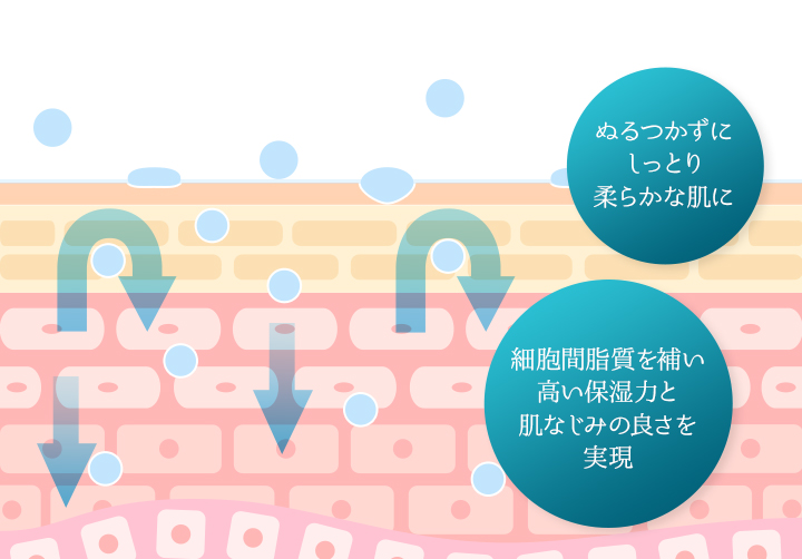 角層構造に似せた構造をもち、細胞間脂質を補う