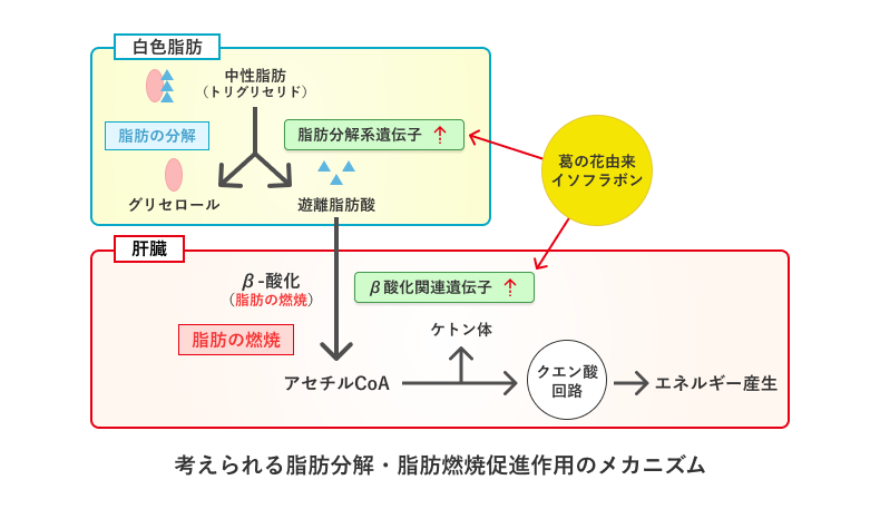 考えられる脂肪分解・脂肪燃焼促進作用のメカニズム