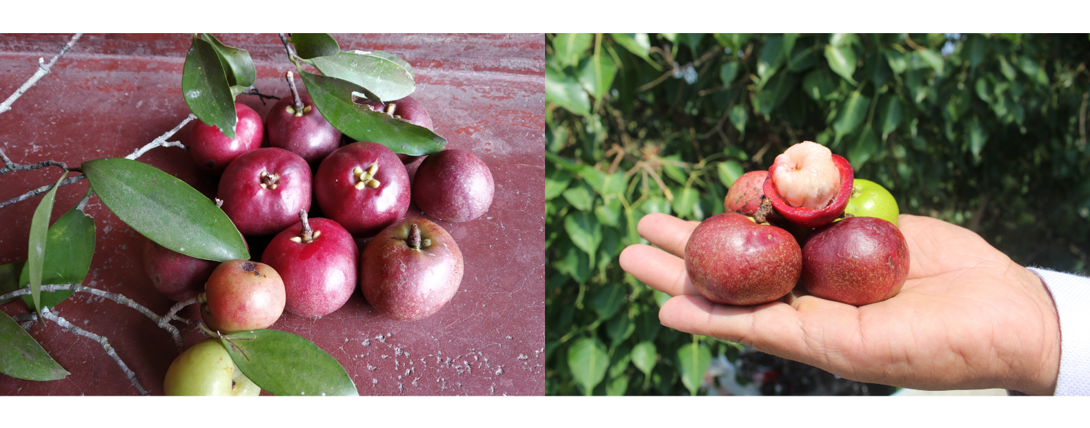 インドマンゴスチン